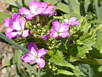 Mauve (2) (Photo F. Mrugala)